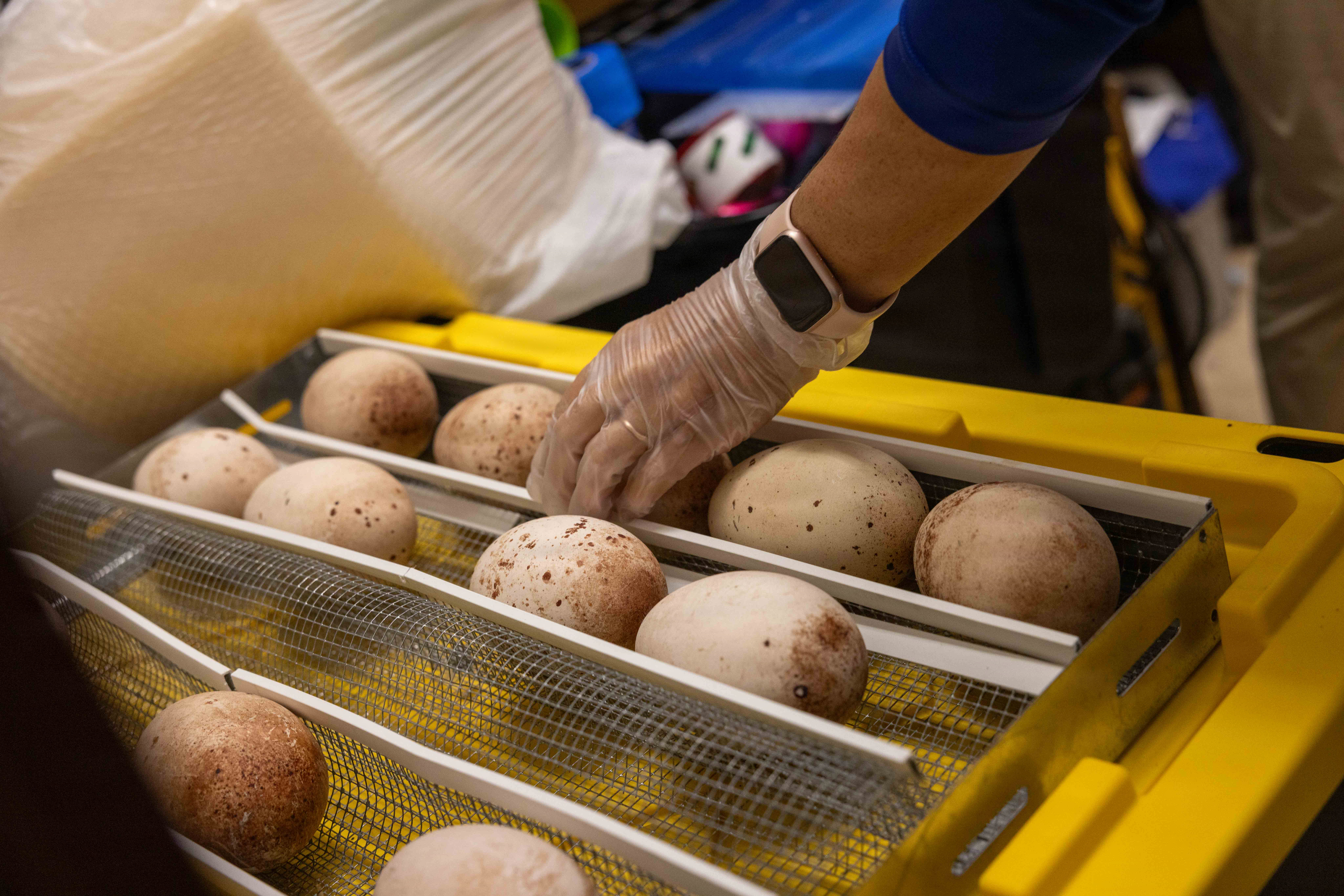 Brooke prepares to examine albatross eggs to ensure they are healthy before translocation